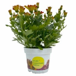 Chrysanthemen 'Rainbow Circus' Rot-gelb Gestreift Topf-Ø 14 Cm, 4er-Set -Die grüne Ecke 0690150169 Chrysanthemum indicum T14 Rainbow Circus orange gelb 4er Set 1 114115