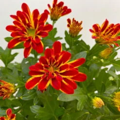 Chrysanthemen 'Rainbow Circus' Rot-gelb Gestreift Topf-Ø 14 Cm, 4er-Set -Die grüne Ecke 0690150169 Chrysanthemum indicum T14 Rainbow Circus orange gelb 4er Set 3 113992