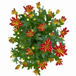 Chrysanthemen 'Rainbow Circus' Rot-gelb Gestreift Topf-Ø 14 Cm, 4er-Set -Die grüne Ecke 0690150169 Chrysanthemum indicum T14 Rainbow Circus orange gelb 4er Set 4 114116