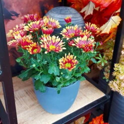 Chrysanthemen 'Splash Energy', Rot-gelb, Topf-Ø 14 Cm, 4er-Set -Die grüne Ecke 0690150172 Chrysanthemum indicum T14 Splash Energy 4er Set 15 114150