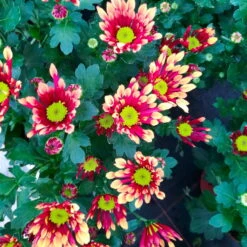 Chrysanthemen 'Splash Energy', Rot-gelb, Topf-Ø 14 Cm, 4er-Set -Die grüne Ecke 0690150172 Chrysanthemum indicum T14 Splash Energy 4er Set 20 114148