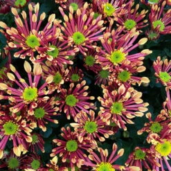 Chrysanthemen 'Splash Energy', Rot-gelb, Topf-Ø 14 Cm, 4er-Set -Die grüne Ecke 0690150172 Chrysanthemum indicum T14 Splash Energy 4er Set 22 114149