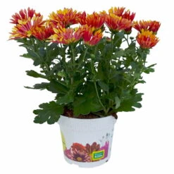 Chrysanthemen 'Splash Energy', Rot-gelb, Topf-Ø 14 Cm, 4er-Set -Die grüne Ecke 0690150172 Chrysanthemum indicum T14 Splash Energy 4er Set 2 114184