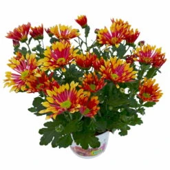 Chrysanthemen 'Splash Energy', Rot-gelb, Topf-Ø 14 Cm, 4er-Set -Die grüne Ecke 0690150172 Chrysanthemum indicum T14 Splash Energy 4er Set 5 114185
