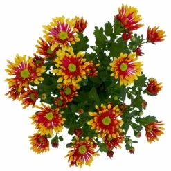 Chrysanthemen 'Splash Energy', Rot-gelb, Topf-Ø 14 Cm, 4er-Set -Die grüne Ecke 0690150172 Chrysanthemum indicum T14 Splash Energy 4er Set 7 114186