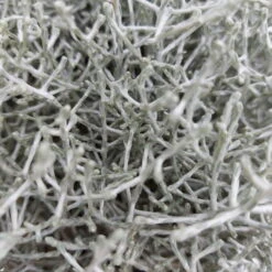 Calocephalus, Silber-grau, Topf-Ø 17 Cm, 3er-Set -Die grüne Ecke 0690170041 KB Calocephalus brownii XL Set 3 1 81522