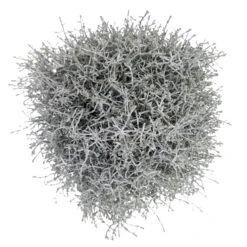 Calocephalus Silber-grau, Topf-Ø 12/13 Cm, 6er-Set -Die grüne Ecke 0690170041 KB Calocephalus brownii XL Set 3 2 81615