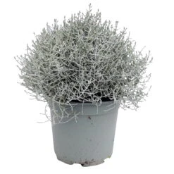 Calocephalus Silber-grau, Topf-Ø 12/13 Cm, 6er-Set -Die grüne Ecke 0690170041 KB Calocephalus brownii XL Set 3 6 81613