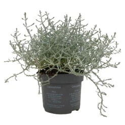 Calocephalus, Silber-grau, Topf-Ø 10,5 Cm, 8er-Set -Die grüne Ecke 0690170048 Calocephalus brownii T10 5 Silberdraht 8er Set WS 2 95841