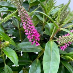 Hebe Addenda® Lila, Topf-Ø 23 Cm -Die grüne Ecke 0690190011 Hebe Addenda T23 lila 3 113997