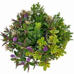 Hebe 'Quattro', Bunt, Topf-Ø 23 Cm, Höhe Ca. 40 Cm -Die grüne Ecke 0690190020 Hebe Addenda T23 Quattro 9 114129