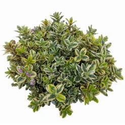 Hebe Buntlaubig, Topf-Ø 23 Cm -Die grüne Ecke 0690190031 Hebe Addenda T23 buntlaubig 11 114131