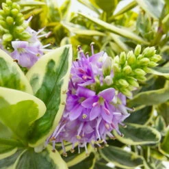 Hebe Buntlaubig, Topf-Ø 23 Cm -Die grüne Ecke 0690190031 Hebe Addenda T23 buntlaubig 6 114003