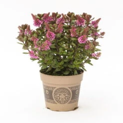 Hebe 'All Blooms®' Rosa, Topf-Ø 12 Cm, 3er-Set -Die grüne Ecke 0690190064 Koelle Hebe All Blooms T12 rosarot 6er Set WS 10 95597 1