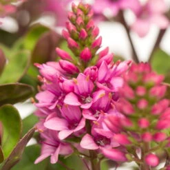 Hebe 'All Blooms®' Rosa, Topf-Ø 12 Cm, 6er-Set -Die grüne Ecke 0690190064 Koelle Hebe All Blooms T12 rosarot 6er Set WS 11 95592 1