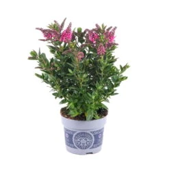 Hebe 'All Blooms®' Rosa, Topf-Ø 12 Cm, 6er-Set -Die grüne Ecke 0690190064 Koelle Hebe All Blooms T12 rosarot 6er Set WS 1 95602