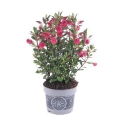 Hebe 'All Blooms®' Rot-pink, Sorte Zufällig, Topf-Ø 12 Cm, 6er-Set -Die grüne Ecke 0690190064 Koelle Hebe All Blooms T12 rosarot 6er Set WS 2 95601