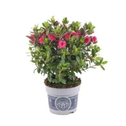 Hebe 'All Blooms®' Rosa, Topf-Ø 12 Cm, 6er-Set -Die grüne Ecke 0690190064 Koelle Hebe All Blooms T12 rosarot 6er Set WS 4 95600