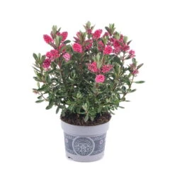 Hebe 'All Blooms®' Rosa, Topf-Ø 12 Cm, 3er-Set -Die grüne Ecke 0690190064 Koelle Hebe All Blooms T12 rosarot 6er Set WS 6 95598 1