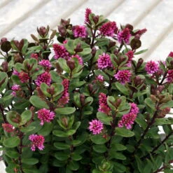 Hebe 'All Blooms®' Rosa, Topf-Ø 12 Cm, 6er-Set -Die grüne Ecke 0690190064 Koelle Hebe All Blooms T12 rosarot 6er Set WS 7 95594