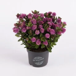 Hebe 'All Blooms®' Rosa, Topf-Ø 12 Cm, 3er-Set -Die grüne Ecke 0690190064 Koelle Hebe All Blooms T12 rosarot 6er Set WS 8 95596 1