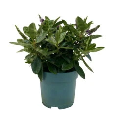 Hebe Lila, Topf-Ø 15 Cm, 3er-Set -Die grüne Ecke 0690190065 Koelle Hebe T15 3er Set Lilatoene WS 1 95843