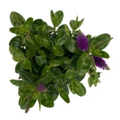 Hebe Lila, Topf-Ø 15 Cm, 3er-Set -Die grüne Ecke 0690190065 Koelle Hebe T15 3er Set Lilatoene WS 5 95845