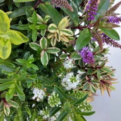 Hebe 'Quattro', Bunt, Topf-Ø 23 Cm, Höhe Ca. 40 Cm -Die grüne Ecke 0690190068 Koelle Hebe T23 Donna Quattro H40 WS 3 94725