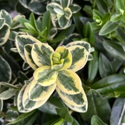 Hebe 'Trio', Farben Zufällig, Grün & Buntlaubig, Topf-Ø 23 Cm -Die grüne Ecke 0690190076 Hebe Addenda Trio T23 gruen buntlaubig H55 10 126563