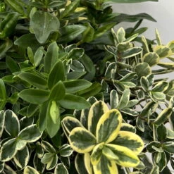 Hebe 'Trio', Farben Zufällig, Grün & Buntlaubig, Topf-Ø 23 Cm -Die grüne Ecke 0690190076 Hebe Addenda Trio T23 gruen buntlaubig H55 8 126562