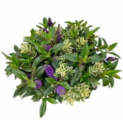 Hebe 'Duo Twin' Bunt, Topf-Ø 23 Cm -Die grüne Ecke 0690190079 Hebe Addenda T23 Duo gruen bunt 7 114188