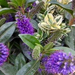 Hebe 'Duo Twin' Bunt, Topf-Ø 23 Cm -Die grüne Ecke 0690190079 Hebe Addenda T23 Duo gruen bunt 8 114151