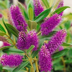 Hebe Farbe Zufällig, Topf-Ø 23 Cm -Die grüne Ecke 0690190095 Koelle Hebe Addenda T23 in Farben 1 113659