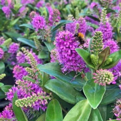 Hebe Farbe Zufällig, Topf-Ø 23 Cm -Die grüne Ecke 0690190095 Koelle Hebe Addenda T23 in Farben 2 113660