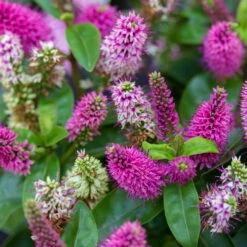 Hebe Farbe Zufällig, Topf-Ø 23 Cm -Die grüne Ecke 0690190095 Koelle Hebe Addenda T23 in Farben 7 113662