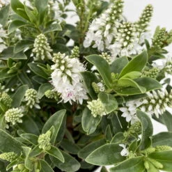 Hebe 'All Blooms®' Weiß, Topf-Ø 10,5 Cm, 6er-Set -Die grüne Ecke 0690190098 Koelle Hebe All Blooms T12 weiss 6er Set 3 112399