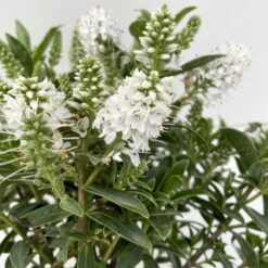 Hebe 'All Blooms®' Weiß, Topf-Ø 10,5 Cm, 6er-Set -Die grüne Ecke 0690190098 Koelle Hebe All Blooms T12 weiss 6er Set 4 112400