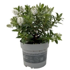 Hebe 'All Blooms®' Weiß, Topf-Ø 12 Cm, 3er-Set -Die grüne Ecke 0690190098 Koelle Hebe All Blooms T12 weiss 6er Set 1 112506