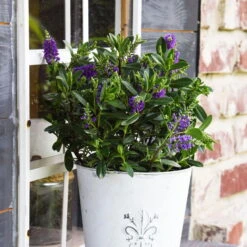 Hebe 'All Blooms®' Blau, Topf-Ø 12 Cm, 6er-Set -Die grüne Ecke 0690190099 Koelle Hebe All Blooms T12 blau 6er Set WS 11 95607