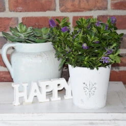 Hebe 'All Blooms®' Blau, Topf-Ø 12 Cm, 6er-Set -Die grüne Ecke 0690190099 Koelle Hebe All Blooms T12 blau 6er Set WS 12 95608