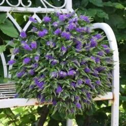 Hebe 'All Blooms®' Blau, Topf-Ø 12 Cm, 6er-Set -Die grüne Ecke 0690190099 Koelle Hebe All Blooms T12 blau 6er Set WS 13 95609