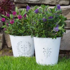 Hebe 'All Blooms®' Blau, Topf-Ø 12 Cm, 6er-Set -Die grüne Ecke 0690190099 Koelle Hebe All Blooms T12 blau 6er Set WS 15 95610