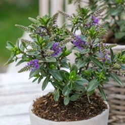 Hebe 'All Blooms®' Blau, Topf-Ø 12 Cm, 6er-Set -Die grüne Ecke 0690190099 Koelle Hebe All Blooms T12 blau 6er Set WS 1 95613