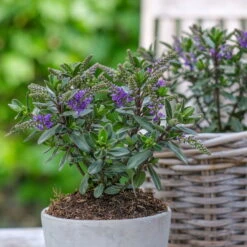 Hebe 'All Blooms®' Blau, Topf-Ø 12 Cm, 6er-Set -Die grüne Ecke 0690190099 Koelle Hebe All Blooms T12 blau 6er Set WS 2 95612