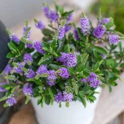 Hebe 'All Blooms®' Blau, Topf-Ø 12 Cm, 6er-Set -Die grüne Ecke 0690190099 Koelle Hebe All Blooms T12 blau 6er Set WS 3 95611