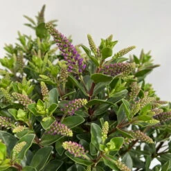 Hebe 'All Blooms®' Blau, Topf-Ø 12 Cm, 6er-Set -Die grüne Ecke 0690190099 Koelle Hebe All Blooms T12 blau 6er Set WS 9 95605