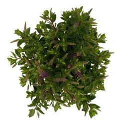 Hebe 'All Blooms®' Blau, Topf-Ø 12 Cm, 6er-Set -Die grüne Ecke 0690190099 Koelle Hebe All Blooms T12 blau 6er Set WS 10 95729