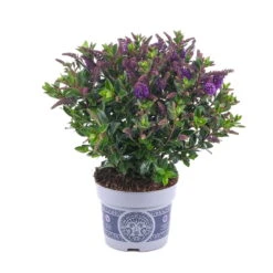 Hebe 'All Blooms®' Blau, Topf-Ø 12 Cm, 6er-Set -Die grüne Ecke 0690190099 Koelle Hebe All Blooms T12 blau 6er Set WS 16 95616