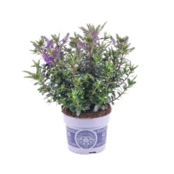 Hebe 'All Blooms®' Blau, Topf-Ø 12 Cm, 6er-Set -Die grüne Ecke 0690190099 Koelle Hebe All Blooms T12 blau 6er Set WS 4 95615