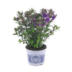 Hebe 'All Blooms®' Blau, Topf-Ø 12 Cm, 6er-Set -Die grüne Ecke 0690190099 Koelle Hebe All Blooms T12 blau 6er Set WS 5 95614